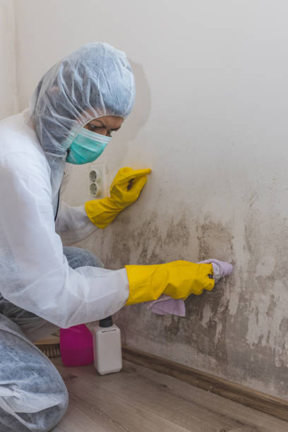 Mold Remediation for Rental Properties in Cambria, CA