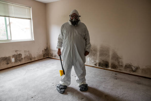 Best Black Mold Removal  in Mbria, CA